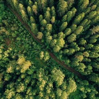 Aerial view of trees